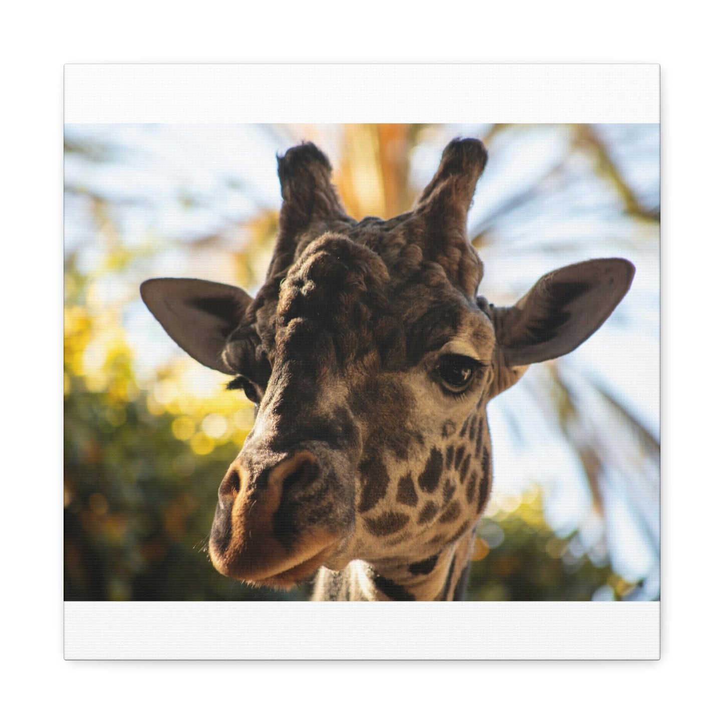 The Giraffe Says Hello Canvas