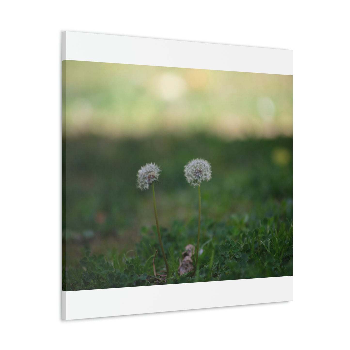 Dandelions Opposing Part 2 Canvas