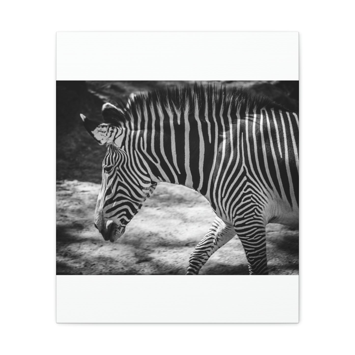 Zebra Bowing Canvas