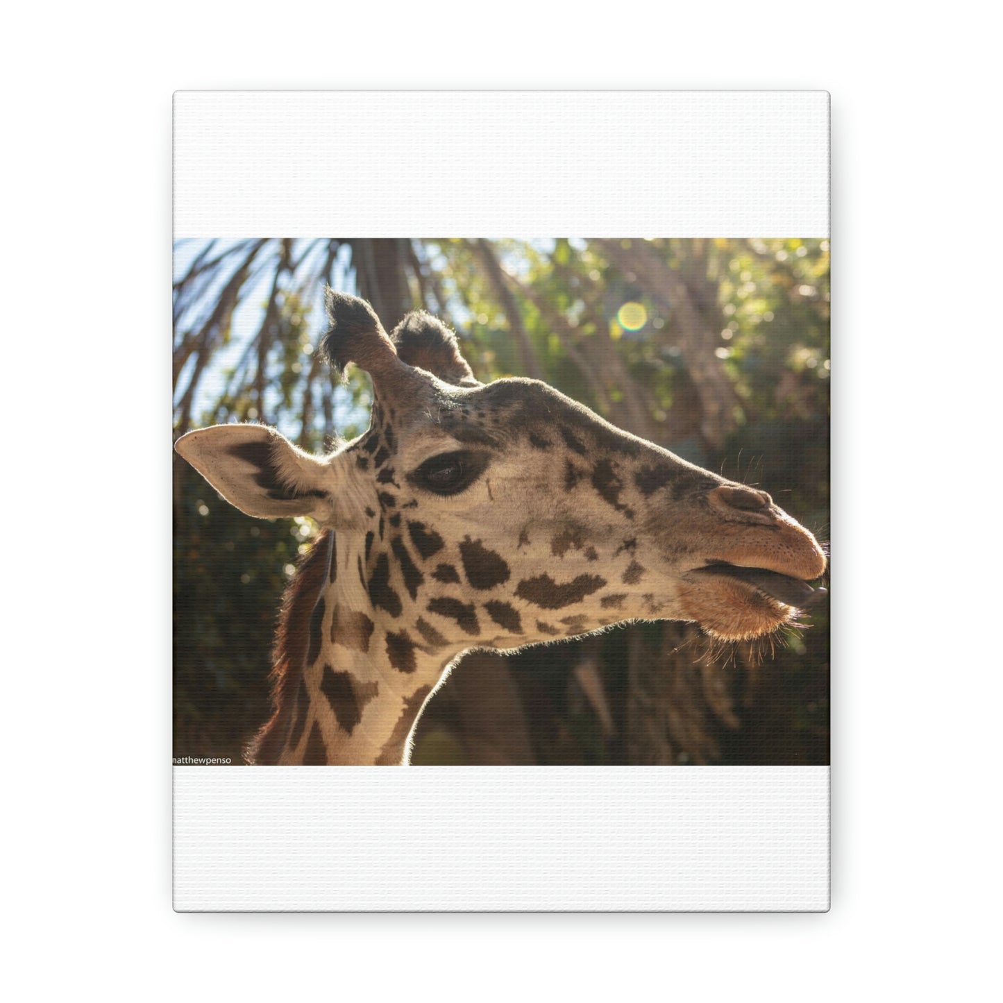 Smiling Giraffe Canvas