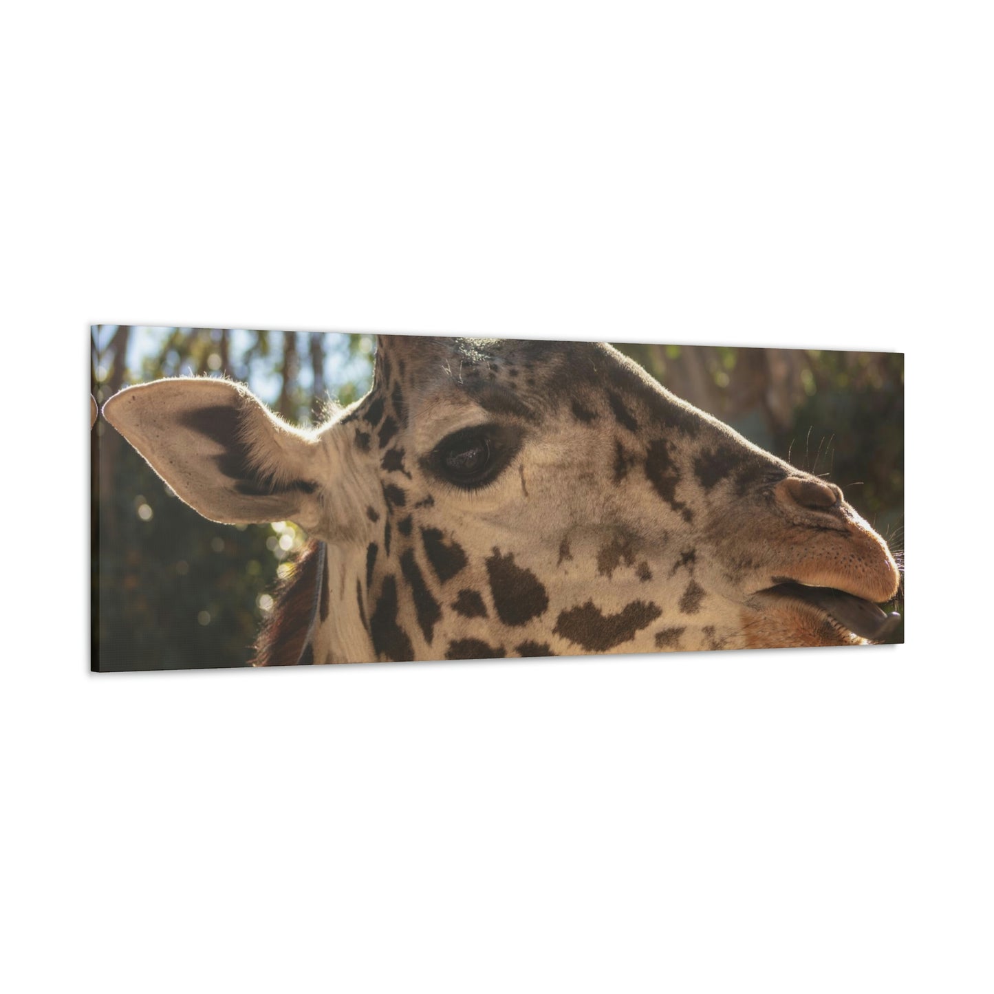 Smiling Giraffe Canvas