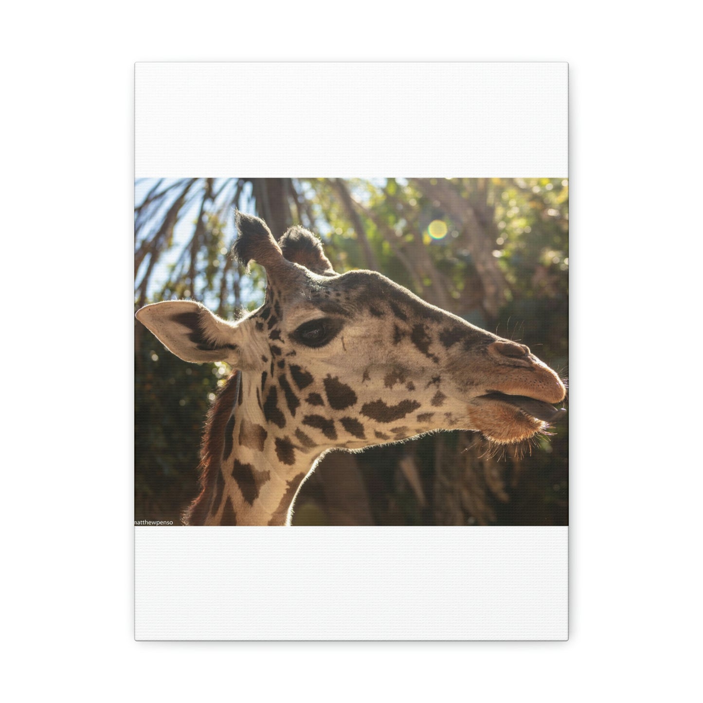 Smiling Giraffe Canvas