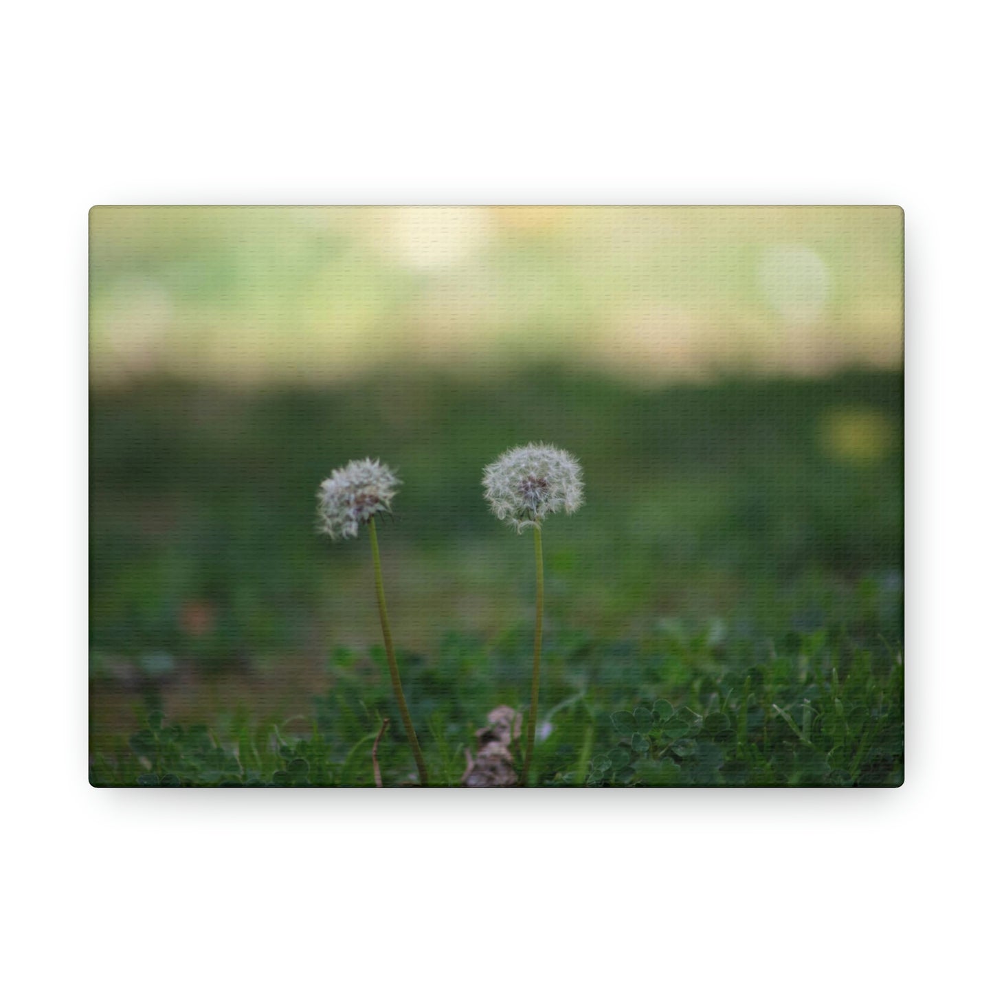 Dandelions Opposing Part 2 Canvas