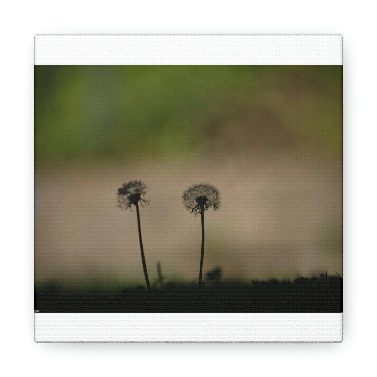 Dandelions Opposing Part 1 Canvas