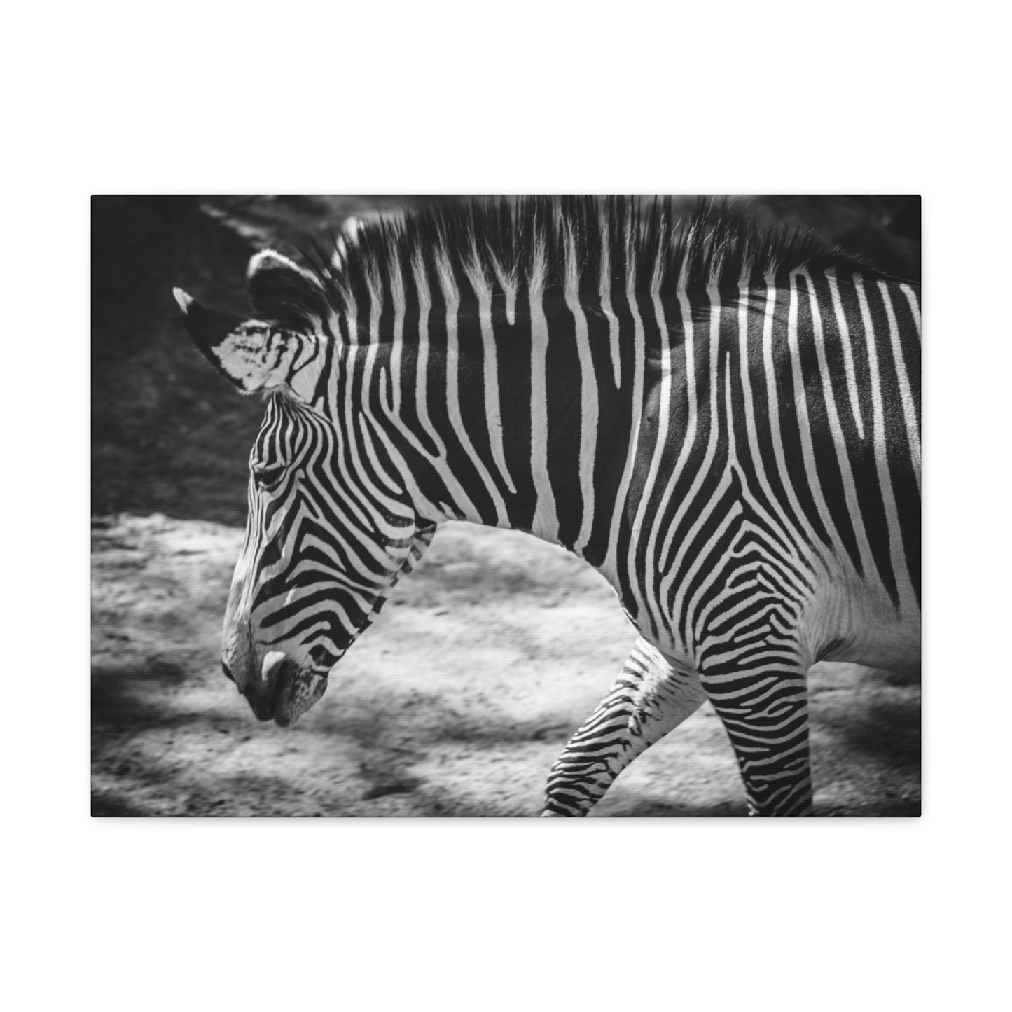 Zebra Bowing Canvas