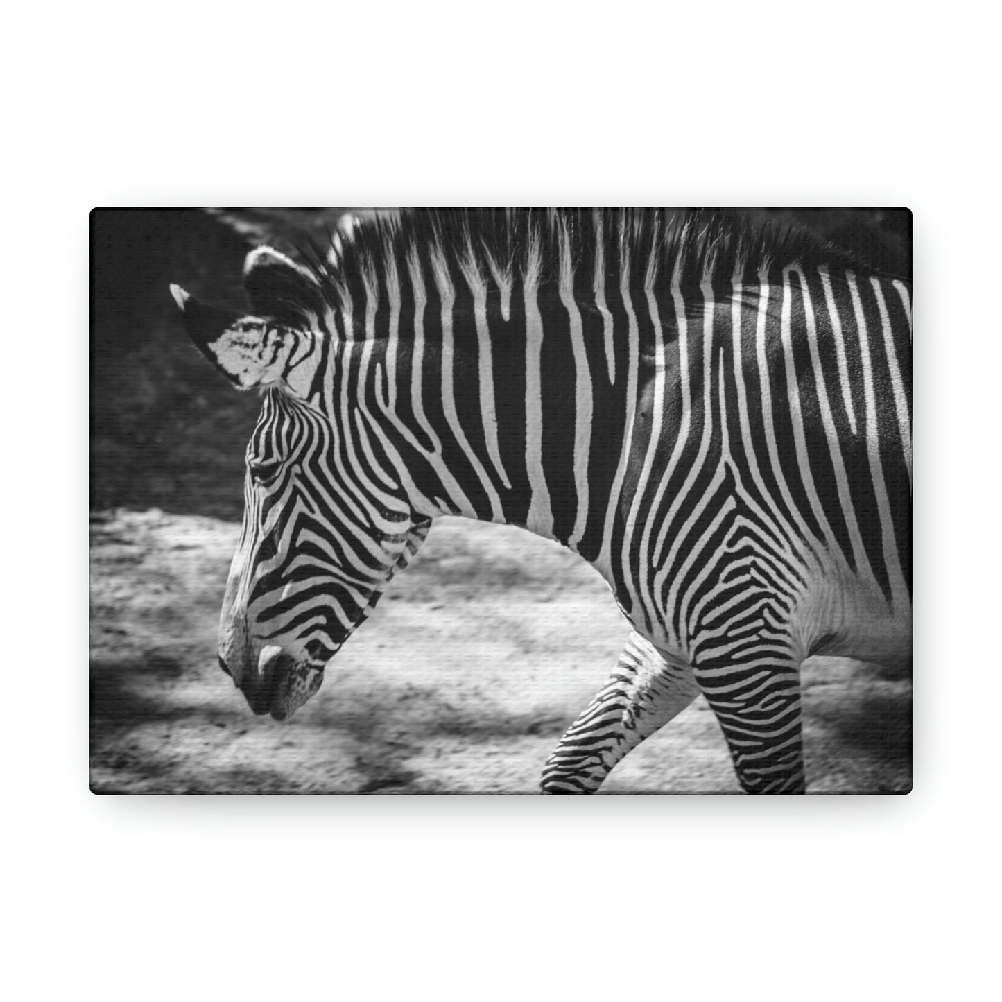 Zebra Bowing Canvas